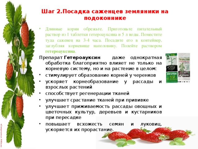 Шаг 2.Посадка саженцев земляники на подоконнике   Длинные корни обрежьте. Приготовьте питательный раствор из 1 таблетки гетероауксина и 5 л воды. Поместите туда саженец на 3-4 часа. Посадите его в контейнер, заглубляя корневище наполовину. Полейте раствором гетероауксина .  Препарат  Гетероауксин даже однократная обработка благоприятно влияет не только на корневую систему, но и на растение в целом: стимулирует образование корней у черенков ускоряет корнеобразование у рассады и взрослых растений способствует регенерации тканей улучшает срастание тканей при прививке улучшает приживаемость рассады овощных и цветочных культур, деревьев и кустарников при пересадке повышает всхожесть семян и луковиц, ускоряется их прорастание. 