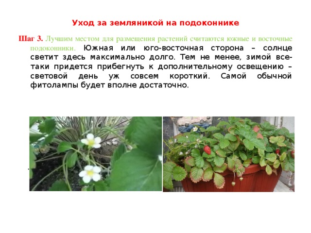 Уход за земляникой на подоконнике   Шаг 3. Лучшим местом для размещения растений считаются южные и восточные подоконники. Южная или юго-восточная сторона – солнце светит здесь максимально долго. Тем не менее, зимой все-таки придется прибегнуть к дополнительному освещению – световой день уж совсем короткий. Самой обычной фитолампы будет вполне достаточно. . 