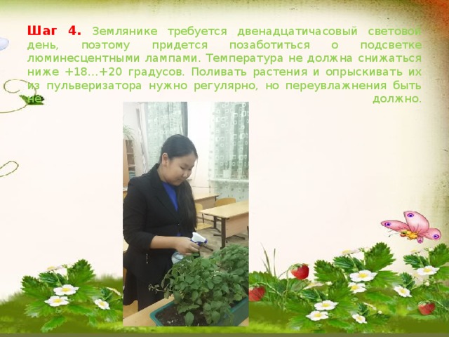 Шаг 4. Землянике требуется двенадцатичасовый световой день, поэтому придется позаботиться о подсветке люминесцентными лампами. Температура не должна снижаться ниже +18…+20 градусов. Поливать растения и опрыскивать их из пульверизатора нужно регулярно, но переувлажнения быть не должно.   