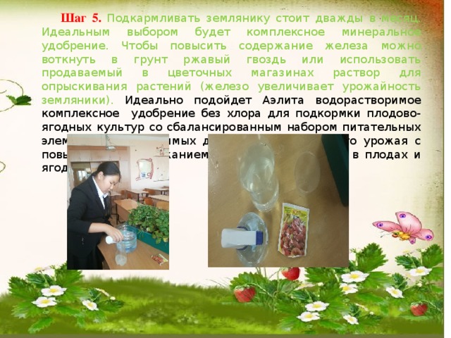  Шаг 5. Подкармливать землянику стоит дважды в месяц. Идеальным выбором будет комплексное минеральное удобрение. Чтобы повысить содержание железа можно воткнуть в грунт ржавый гвоздь или использовать продаваемый в цветочных магазинах раствор для опрыскивания растений (железо увеличивает урожайность земляники). Идеально подойдет Аэлита водорастворимое комплексное удобрение без хлора для подкормки плодово-ягодных культур со сбалансированным набором питательных элементов, необходимых для получения высокого урожая с повышенным содержанием сахаров и витаминов в плодах и ягодах. 