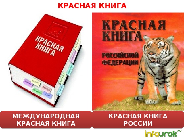 Проект международная красная книга