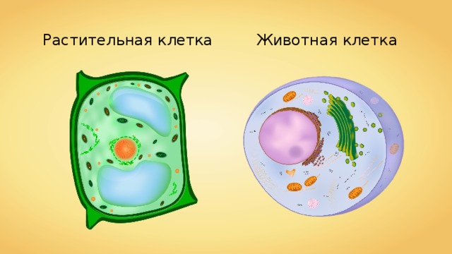 Растительная клетка Животная клетка 