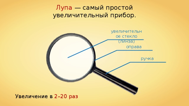 Лупа — самый простой увеличительный прибор. увеличительное стекло (линза) оправа ручка Увеличение в 2–20 раз 