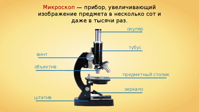 Микроскоп — прибор, увеличивающий изображение предмета в несколько сот и даже в тысячи раз. окуляр тубус винт объектив предметный столик зеркало штатив 