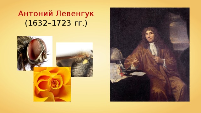 Антоний Левенгук (1632–1723 гг.) 