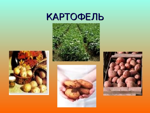 КАРТОФЕЛЬ 