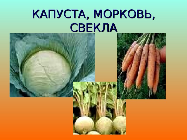 КАПУСТА, МОРКОВЬ, СВЕКЛА 