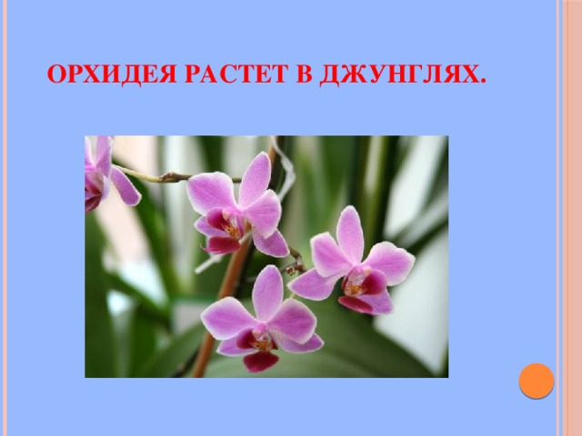 орхидея растет в джунглях. 
