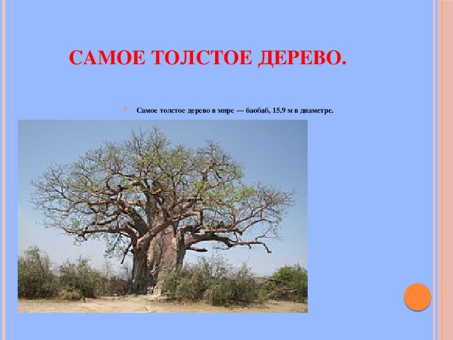 Самое толстое дерево. Самое толстое дерево в мире — баобаб, 15.9 м в диаметре. 