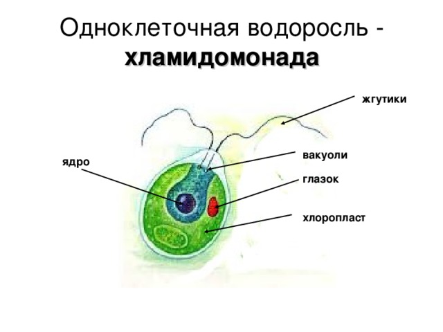 Одноклеточная водоросль - хламидомонада жгутики вакуоли ядро глазок хлоропласт 