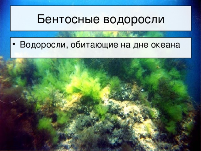 Бентосные водоросли Водоросли, обитающие на дне океана 