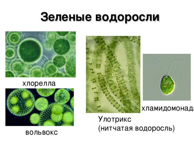 Зеленые водоросли хлорелла хламидомонада Улотрикс (нитчатая водоросль) вольвокс 