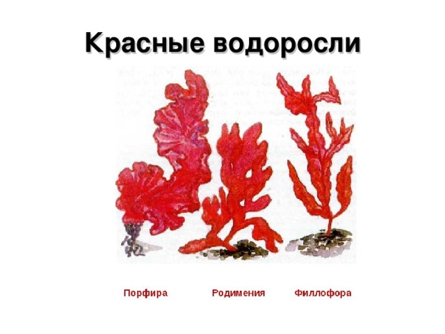 Красные водоросли 