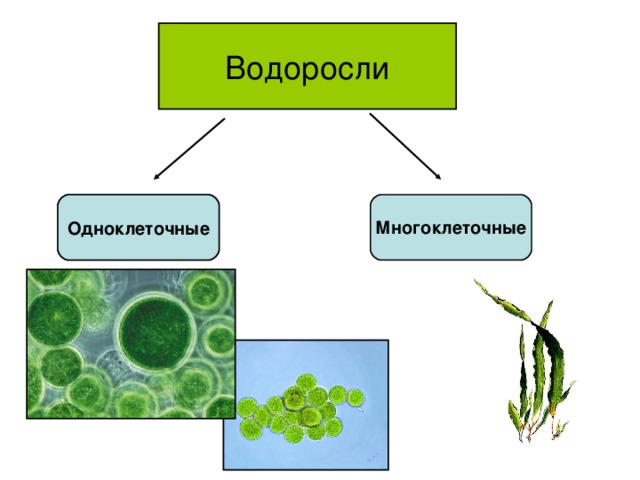 Одноклеточные и многоклеточные организмы. Водоросли одноклеточные и многоклеточные. Схема одноклеточные и многоклеточные водоросли. Водоросли одноклеточные и многоклеточные 5 класс. Одноклеточные и многоклеточные зеленые водоросли.