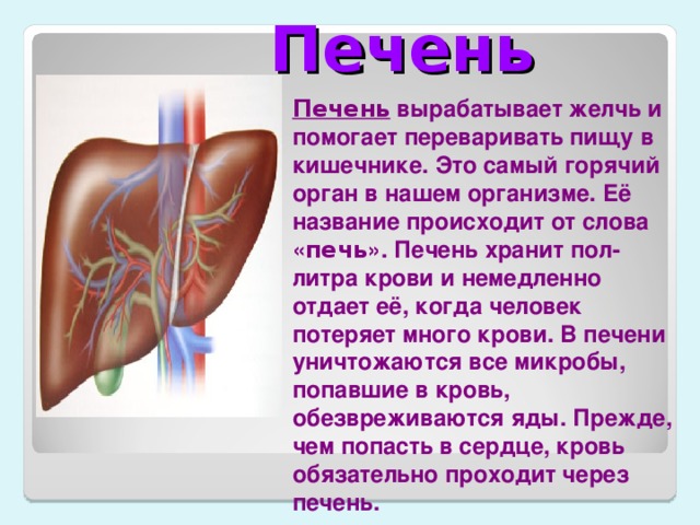Печень 4 класс. Какой орган вырабатывает кровь. Строение органов человека печень. Доклад про печень.