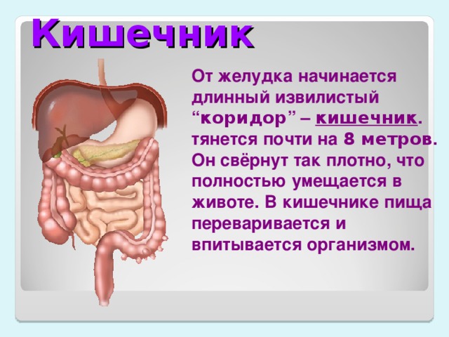 Расположение кишечника у женщин картинка с описанием фото с названиями