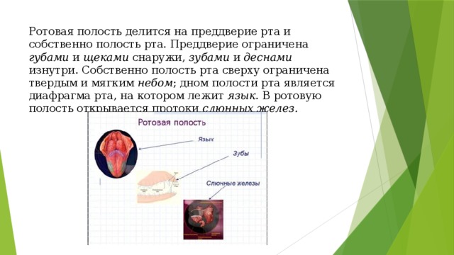 Преддверие рта. Преддверие и собственно полость рта. Ротовая полость делится на. Собственно полость рта ограничена. Строение преддверия и собственно полости рта..