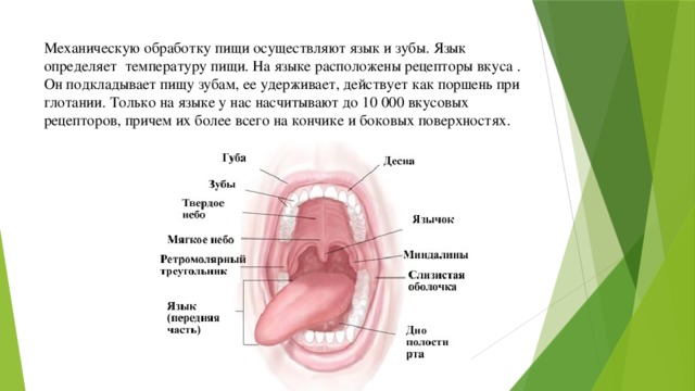 Ротовая полость норма. Вкусовые рецепторы ротовой полости. Расположение язычка во рту. Пищеварение в ротовой полости.
