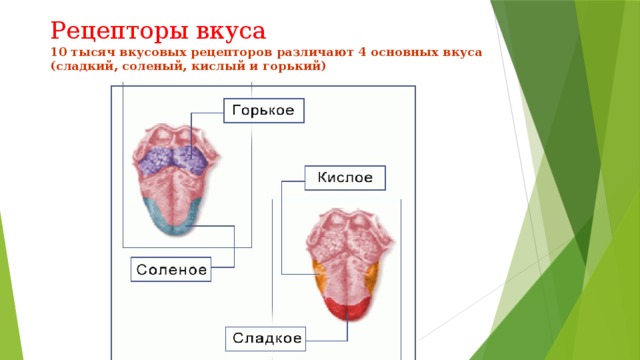 Пищеварительная система цитоплазма ротовая полость вкусовая почка. Ротовая полость вкусовые рецепторы. Рецепторы кислого и соленого. Порядок активации рецепторов ротовой полости. 4 Основных вкуса.