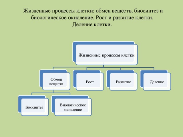 Обмен веществ рост развитие