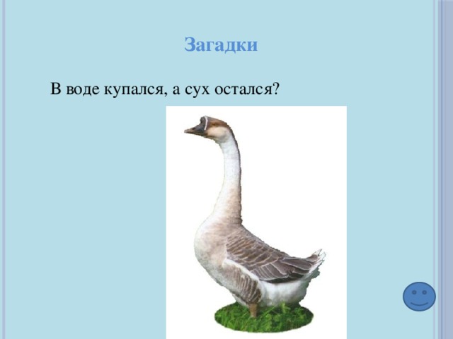 Загадки В воде купался, а сух остался? 