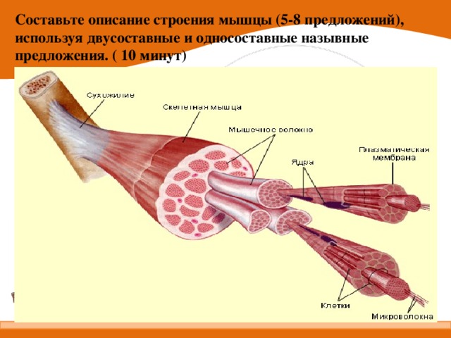 Составьте описание строения мышцы (5-8 предложений), используя двусоставные и односоставные назывные предложения. ( 10 минут)