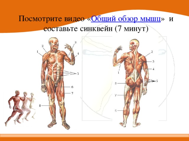 Посмотрите видео « Общий обзор мышц » и составьте синквейн (7 минут)