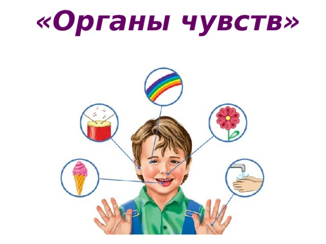  «Органы чувств»   