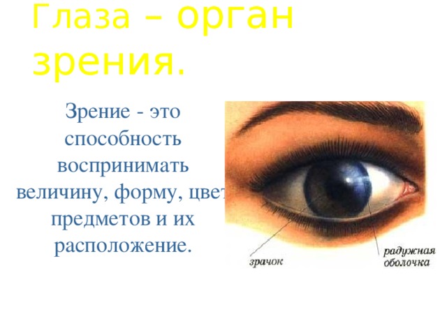 Глаза – орган зрения. Зрение - это способность воспринимать величину, форму, цвет предметов и их расположение.  