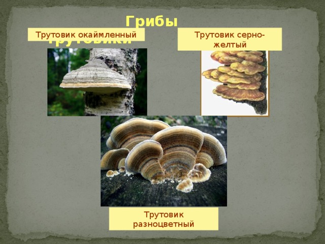 Плодовое тело гриба трутовика. Трутовик это одноклеточный гриб. Грибы трутовики презентация. Строение гриба трутовика. Гриб трутовик относится к.