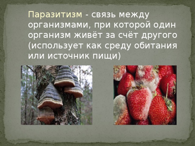 Представленные на рисунке грибы использующие дерево как среду жизни и источник пищи называются