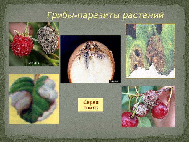 Заболевания вызванные паразитическими грибами. Серая гниль поражаемые растения. Грибы паразиты. Грибы паразиты растений. Растения пораженные грибами паразитами.