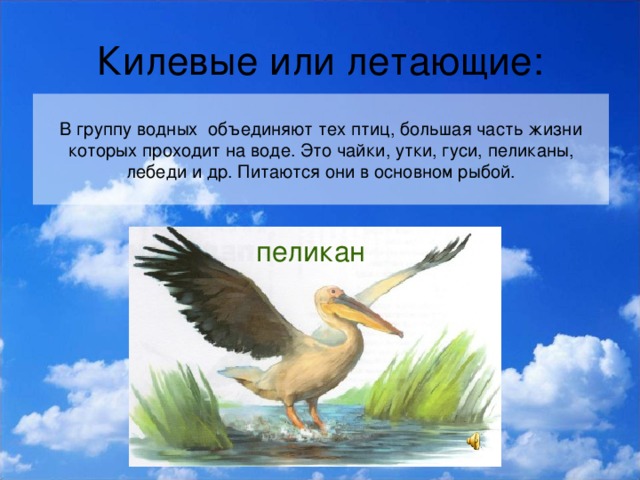 Килевые или летающие: В группу водных объединяют тех птиц, большая часть жизни которых проходит на воде. Это чайки, утки, гуси, пеликаны, лебеди и др. Питаются они в основном рыбой. пеликан