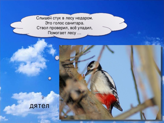Слышен стук в лесу недаром.  Это голос санитара.  Ствол проверил, всё уладил,  Помогает лесу … дятел