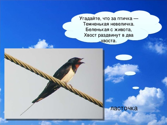 Угадайте, что за птичка —  Темненькая невеличка.  Беленькая с живота,  Хвост раздвинут в два хвоста. ласточка