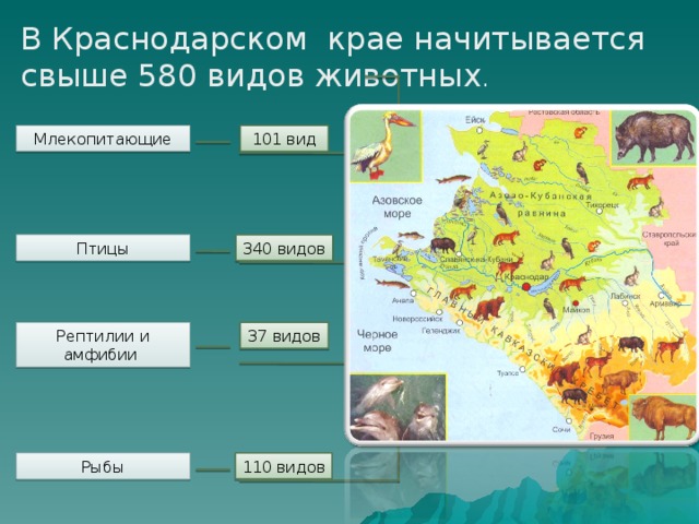 В Краснодарском крае начитывается свыше 580 видов животных . Млекопитающие 101 вид 340 видов Птицы 37 видов Рептилии и амфибии Рыбы 110 видов