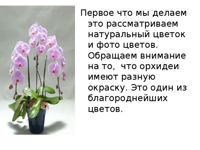 Первое что мы делаем это рассматриваем натуральный цветок и фото цветов. Обращаем внимание на то, что орхидеи имеют разную окраску. Это один из благороднейших цветов. 