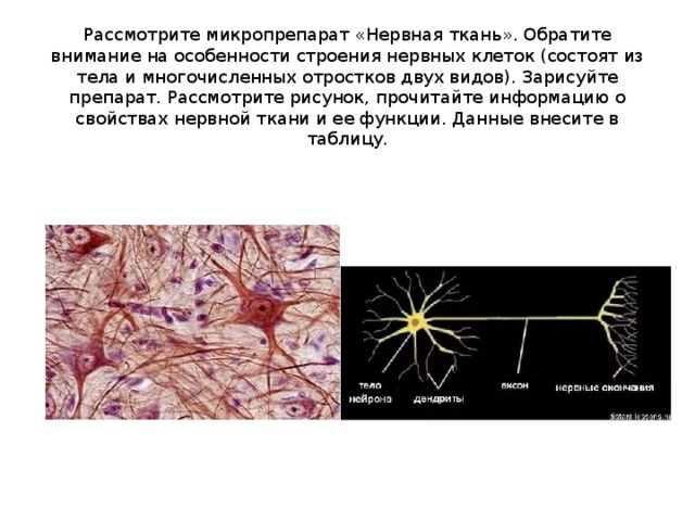Рассмотрите микропрепарат «Нервная ткань». Обратите внимание на особенности строения нервных клеток (состоят из тела и многочисленных отростков двух видов). Зарисуйте препарат. Рассмотрите рисунок, прочитайте информацию о свойствах нервной ткани и ее функции. Данные внесите в таблицу. 