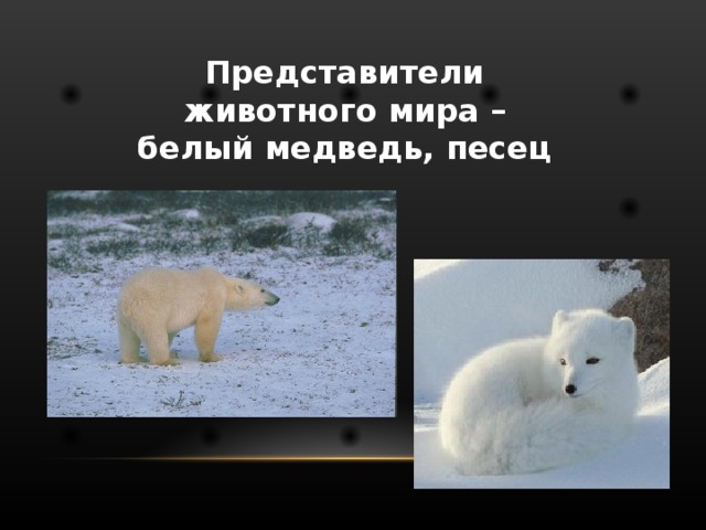 Представители животного мира – белый медведь, песец 