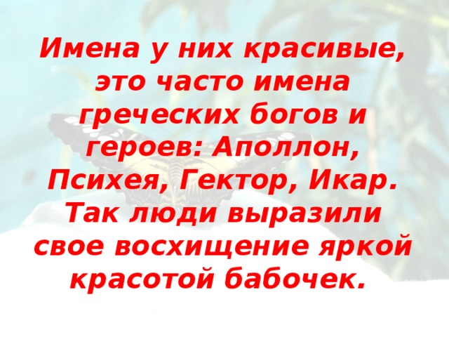 Имена у них красивые, это часто имена греческих богов и героев: Аполлон, Психея, Гектор, Икар. Так люди выразили свое восхищение яркой красотой бабочек.