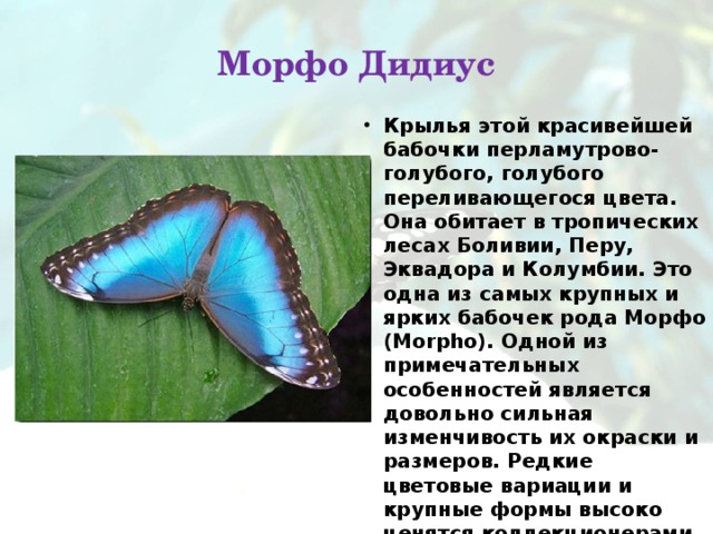 Морфо Дидиус