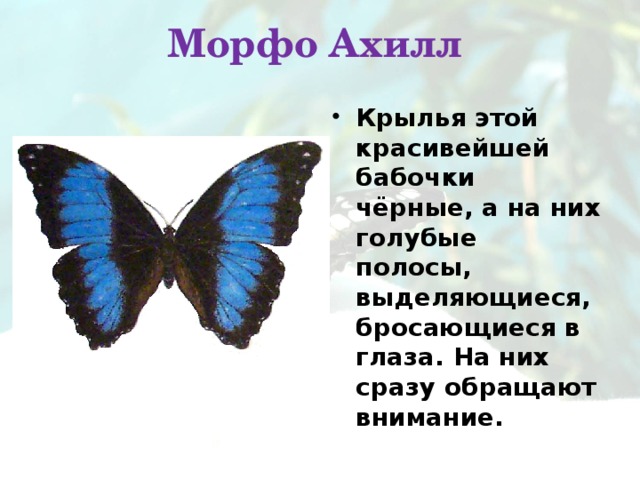 План своего сообщения или важные сведения о бабочках 2 класс окружающий мир