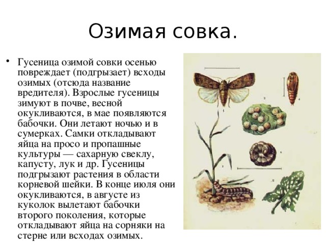 Озимая совка.