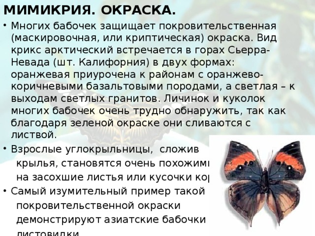 Мимикрия. Окраска.  Многих бабочек защищает покровительственная (маскировочная, или криптическая) окраска. Вид крикс арктический встречается в горах Сьерра-Невада (шт. Калифорния) в двух формах: оранжевая приурочена к районам с оранжево-коричневыми базальтовыми породами, а светлая – к выходам светлых гранитов. Личинок и куколок многих бабочек очень трудно обнаружить, так как благодаря зеленой окраске они сливаются с листвой. Взрослые углокрыльницы, сложив  крылья, становятся очень похожими  на засохшие листья или кусочки коры. Самый изумительный пример такой  покровительственной окраски  демонстрируют азиатские бабочки  листовид ки.