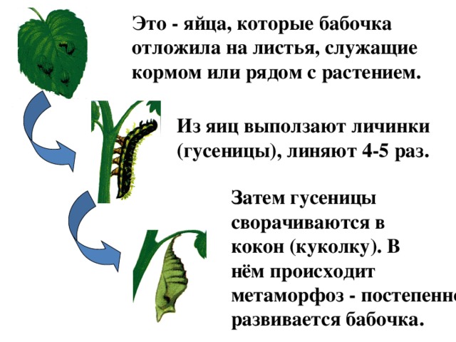 Это - яйца, которые бабочка отложила на листья, служащие кормом или рядом с растением. Из яиц выползают личинки (гусеницы), линяют 4-5 раз. Затем гусеницы сворачиваются в кокон (куколку). В нём происходит метаморфоз - постепенно развивается бабочка.