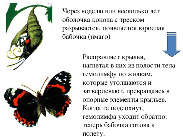 Через неделю или несколько лет оболочка кокона с треском разрывается, появляется взрослая бабочка (имаго) Расправляет крылья, нагнетая в них из полости тела гемолимфу по жилкам, которые утолщаются и затвердевают, превращаясь в опорные элементы крыльев. Когда те подсохнут, гемолимфа уходит обратно: теперь бабочка готова к полету.