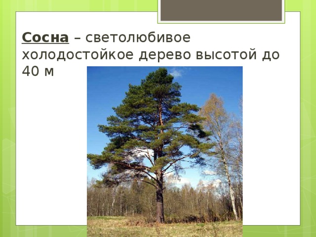 Самой холодостойкой хвойной породой является. Светолюбивая сосна. Сосны — светолюбивые деревья. Сосна обыкновенная светолюбивое растение. Высота сосны.