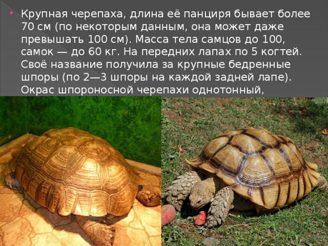 Черепаха 7 букв