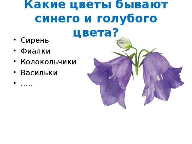 Василек колокольчик песня. Колокольчики толстой. Колокольчики Мои толстой. Цветок "колокольчик".