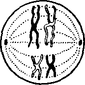 Метафаза 1 мейоза рисунок